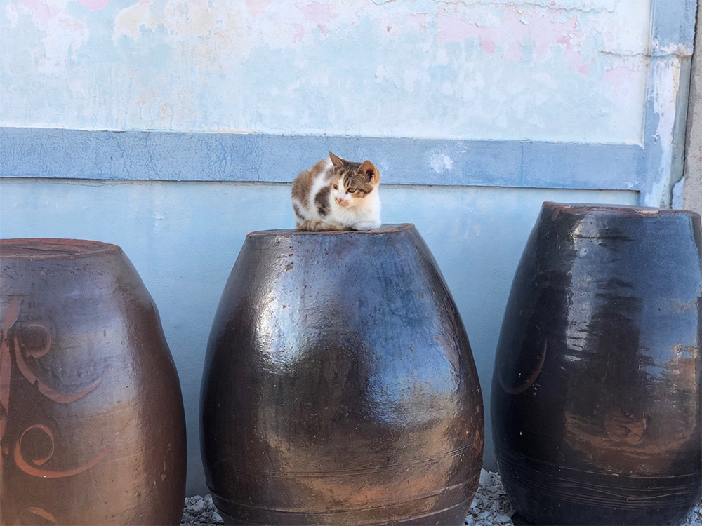 장독위에 고양이 사진