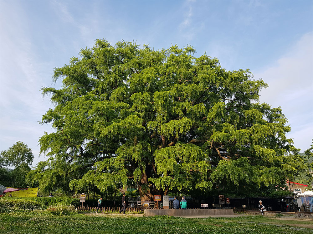 800년 된 은행나무 (천연기념물 제 562호) (사진제공: 김은미)