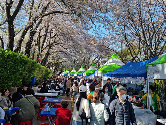 2023 자유공원 벚꽃축제